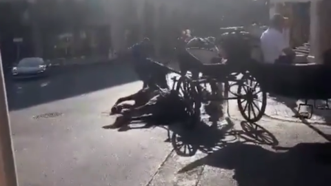 23/07/2022.- Un caballo se desploma en palma mientras transportaba a turistas. TWITTER 23/07/2022.- Un caballo se desploma en palma mientras transportaba a turistas. TWITTER