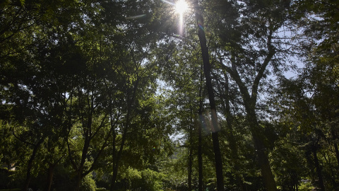 Vista del parque Quinta de los Molinos, que junto a El Retiro, y otros siete parques ha sido cerrado por el Ayuntamiento de Madrid en mitad de una ola de calor. Vista del parque Quinta de los Molinos, que junto a El Retiro, y otros siete parques ha sido cerrado por el Ayuntamiento de Madrid en mitad de una ola de calor.