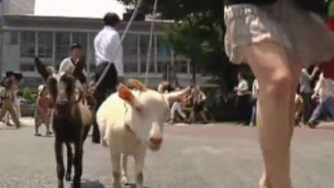 Tomarte un café con una cabra, la nueva moda Tomarte un café con una cabra, la nueva moda