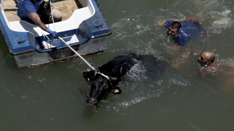 Bous a la mar de Denia (País Valencià) el pasado mes de junio, donde los animales son obligados a saltar al agua salada, de la que son rescatados mientras se ahogan. Bous a la mar de Denia (País Valencià) el pasado mes de junio, donde los animales son obligados a saltar al agua salada, de la que son rescatados mientras se ahogan.