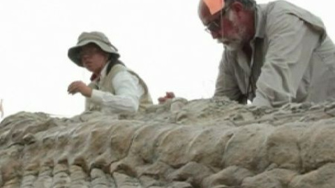 Descubren una cola de dinosaurio de hace 72 millones de años Descubren una cola de dinosaurio de hace 72 millones de años