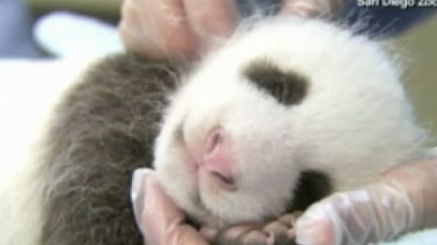 El oso panda "Regalito" del zoo de San Diego cumple un año El oso panda "Regalito" del zoo de San Diego cumple un año