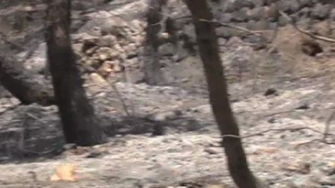Así ha quedado la sierra de Tramontana Así ha quedado la sierra de Tramontana