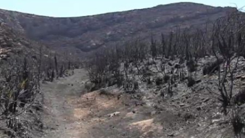 El incendio de Mallorca ha quemado ya unas 480 hectáreas El incendio de Mallorca ha quemado ya unas 480 hectáreas