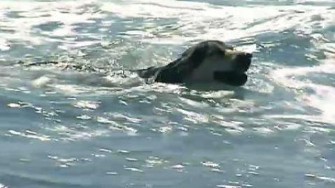 Polémica en la playa de El Campello por permitir el acceso a perros Polémica en la playa de El Campello por permitir el acceso a perros