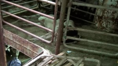 2.600 vacas y terneros enfermos que salieron de España navegan a la deriva desde diciembre por el Mediterráneo 2.600 vacas y terneros enfermos que salieron de España navegan a la deriva desde diciembre por el Mediterráneo