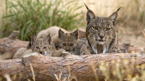 Imagen de archivo de una familia de linces ibéricos. Foto: Estación Biológica de Doñana Imagen de archivo de una familia de linces ibéricos. Foto: Estación Biológica de Doñana