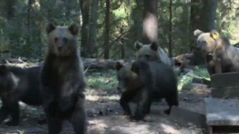 Una finca en el bosque ruso se ha convertido en un orfanato de osos pardos Una finca en el bosque ruso se ha convertido en un orfanato de osos pardos