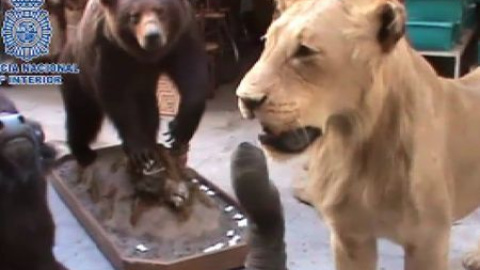 Especies protegidas disecadas en un garaje de Madrid Especies protegidas disecadas en un garaje de Madrid