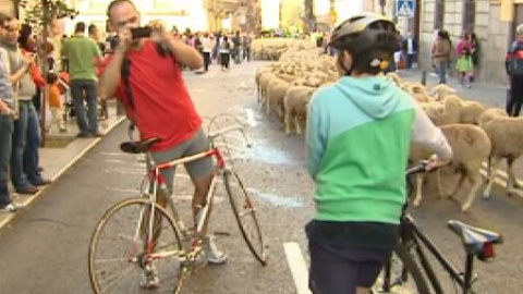 Ovejas y bicicletas comparten las calles de Madrid Ovejas y bicicletas comparten las calles de Madrid