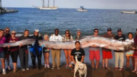 Una cría de 5 metros y medio Una cría de 5 metros y medio