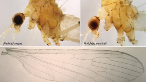 29/08/2022 Comparación de las dos especies nuevas de moscas y el tamaño de sus alas. 29/08/2022 Comparación de las dos especies nuevas de moscas y el tamaño de sus alas.
