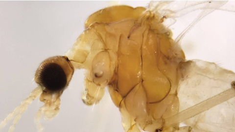 29/08/2022 Así es el cuerpo de Phyllolabis eiroae, una de las moscas descubiertas en la capital de nuestro país. 29/08/2022 Así es el cuerpo de Phyllolabis eiroae, una de las moscas descubiertas en la capital de nuestro país.