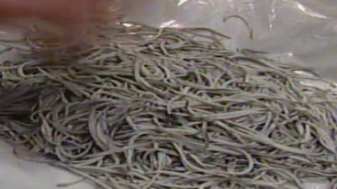 La semana de la ciencia de Almería ofrece una degustación de insectos La semana de la ciencia de Almería ofrece una degustación de insectos