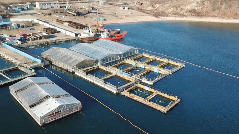 Imagen del Centro de Adaptación de Mamíferos Marinos, en Rusia. | Free Russian Whales Imagen del Centro de Adaptación de Mamíferos Marinos, en Rusia. | Free Russian Whales