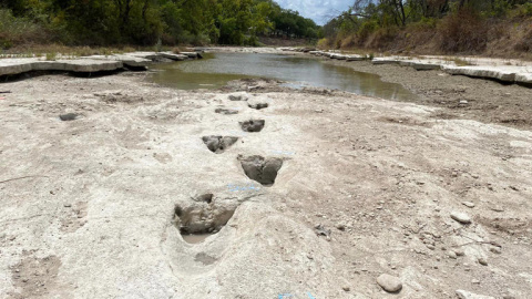 Huellas de dinosaurio descubiertas en el río Paluxy, en Texas (AFP) Huellas de dinosaurio descubiertas en el río Paluxy, en Texas (AFP)