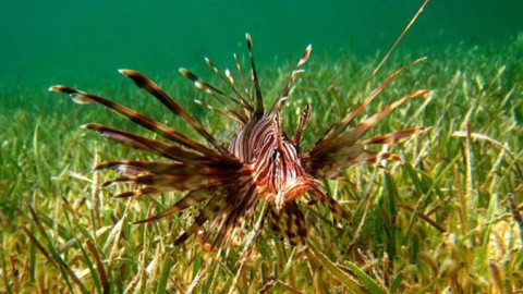 El pez león en una pradera submarina.- ANDREA ANTÓN El pez león en una pradera submarina.- ANDREA ANTÓN