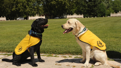 Fundación ONCE del Perro Guía cumple 30 años con 45 canes en Castilla y León Fundación ONCE del Perro Guía cumple 30 años con 45 canes en Castilla y León