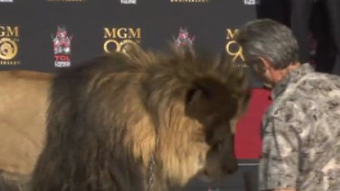 El León de la Metro deja su huella en el Paseo de la Fama El León de la Metro deja su huella en el Paseo de la Fama