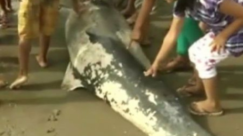 Misteriosa aparación de delfines muertos en Perú Misteriosa aparación de delfines muertos en Perú