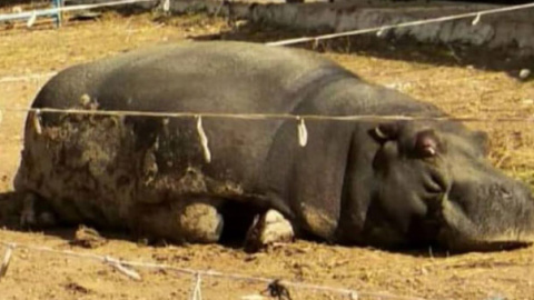 Los animalistas denuncian que el hipopótamo del circo sufre bajo el sol "de forma continuada, sin sombra". / FEGRAPA Los animalistas denuncian que el hipopótamo del circo sufre bajo el sol "de forma continuada, sin sombra". / FEGRAPA