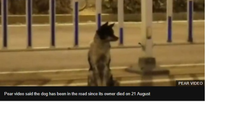 La historia de este perro se ha hecho viral en las redes sociales La historia de este perro se ha hecho viral en las redes sociales