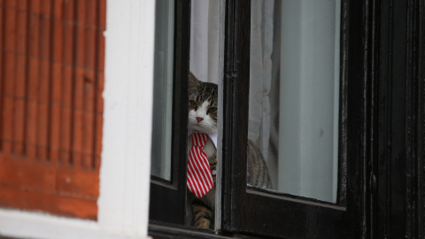James, el gato que ha estado acompañando a Assange durante su encierro en la sede diplomática ecuatoriana. - AFP