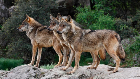 manada-de-lobos-ibericos