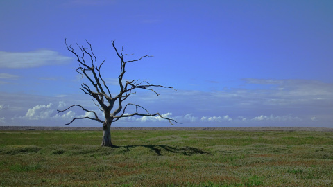 tree-2649411_1920.jpg
