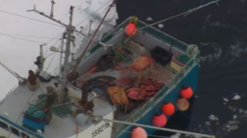 Comienza la polémica caza anual de focas en Canadá Comienza la polémica caza anual de focas en Canadá