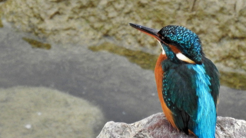 Martín pescador ("siete colores").- Imagen cedida por Alianza Verde.