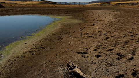 El cráneo de una oveja yace en suelo seco durante la severa sequía registrada en el embalse de Cijarra, en Villarta de los Montes, España, el 6 de agosto de 2022. -Susana Vera / REUTERS El cráneo de una oveja yace en suelo seco durante la severa sequía registrada en el embalse de Cijarra, en Villarta de los Montes, España, el 6 de agosto de 2022. -Susana Vera / REUTERS