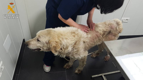 El animal encontrado en estado de abandono | Guardia Civil