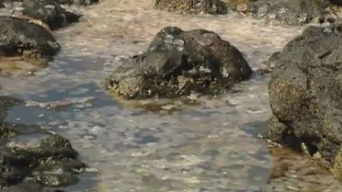 Las medusas se adueñan de las playas canarias Las medusas se adueñan de las playas canarias