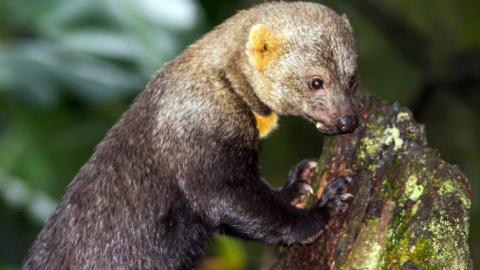 ¿Tienen conciencia los animales? ¿Tienen conciencia los animales?