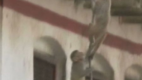 Invasión de monos en la India Invasión de monos en la India