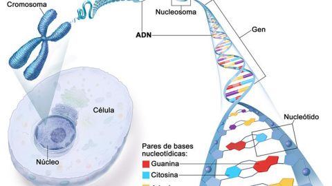 Esquema de la situación y estructura en doble hélice del ADN, con sus cuatro elementos./NIH