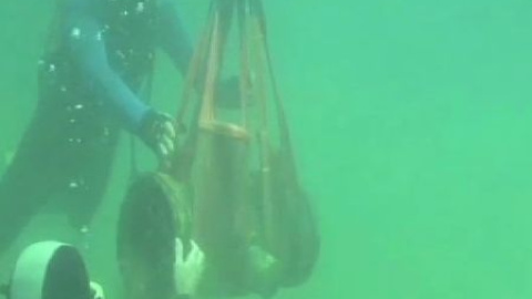 La guardia civil intensifica la vigilancia para evitar expolios subacuáticos La guardia civil intensifica la vigilancia para evitar expolios subacuáticos