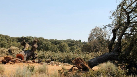 photo_2020-07-29_13-21-17