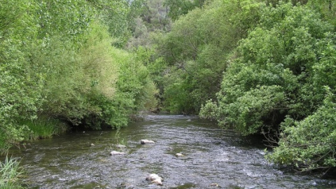 Río genal Un ejemplo de río bien conservado que mantiene sus riberas funcionales, en un tramo del Río Genal.
