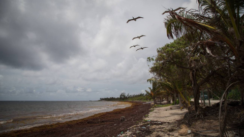 El Mar de los Sargazos es el hogar de más de 60 especies, algunas de ellas endémicas. El Mar de los Sargazos es el hogar de más de 60 especies, algunas de ellas endémicas.