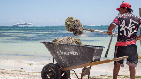 Un trabajador recoge sargazo con una pala en la playa. Un trabajador recoge sargazo con una pala en la playa.