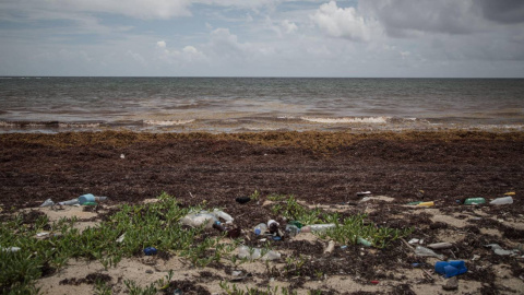 Las macroalgas afectan cada vez más a las regiones costeras del Caribe Las macroalgas afectan cada vez más a las regiones costeras del Caribe