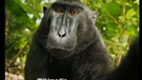 Polémica por los derechos del selfie de un mono Polémica por los derechos del selfie de un mono