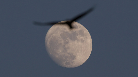 Un milano real pasa por delante de la luna. REUTERS/Amir Cohen Un milano real pasa por delante de la luna. REUTERS/Amir Cohen