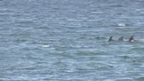 La playa de Riazor despierta con delfines La playa de Riazor despierta con delfines