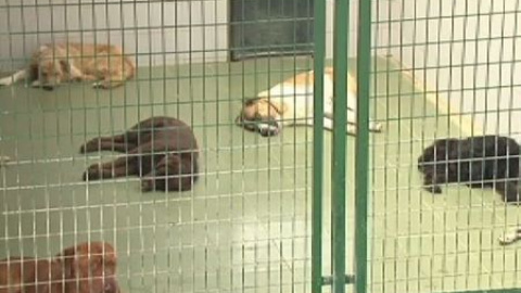La Protectora de Guipúzcoa hace un llamamiento urgente a la adopción de perros La Protectora de Guipúzcoa hace un llamamiento urgente a la adopción de perros