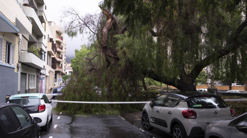 Las lluvias generadas por la cercanía de la tormenta tropical 'Hermine' a Canarias ha ocasionado un centenar de incidencias en Canarias como esta caída de un árbol en una calle de Tenerife. Las lluvias generadas por la cercanía de la tormenta tropical 'Hermine' a Canarias ha ocasionado un centenar de incidencias en Canarias como esta caída de un árbol en una calle de Tenerife.