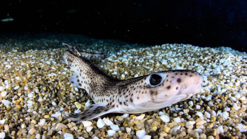 Imagen facilitada por la Universidad Politécnica de Valencia (UPV), de un proyecto europeo que lideran y que pretende contribuir a la conservación de los tiburones y las rayas del mar Mediterráneo con aplicación de técnicas de fertilización in vitro Imagen facilitada por la Universidad Politécnica de Valencia (UPV), de un proyecto europeo que lideran y que pretende contribuir a la conservación de los tiburones y las rayas del mar Mediterráneo con aplicación de técnicas de fertilización in vitro