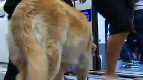 Los perros también viajan en metro Los perros también viajan en metro